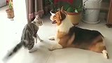 猫咪在狗狗面前耍威风，气势不能输，这操作真的厉害了！