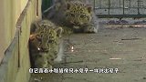 小虎对外营业，众人围观拍照，要亲亲才肯继续