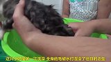 主人给小猫咪洗澡，小猫咪奋力反抗，结果是这样