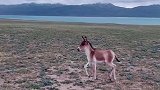 高原上的小野驴，太漂亮了
