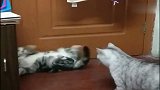 猫咪的勾拳太可怕，堪比年轻时期的泰森！