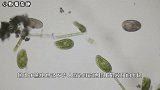 此种在地球上存活了5亿年之久的生物，没有天敌，冻不死也煮不烂