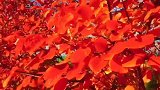 醉美秋叶紅似火