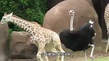 鸵鸟主动挑衅长颈鹿，不料长颈鹿一个后腿踢，可惨了！