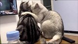 猫这味儿不对！