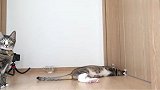 当一只猫黏人起来，还有狗什么事？看完笑岔气了