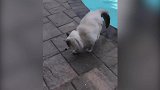 萌宠视频：沙雕宠物都对自己弹跳很有自信，结果都翻车了，笑死