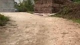现实版忠犬八公，主人去世狗狗守在墓旁
