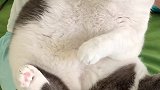 骂骂咧咧凶巴巴的小肥猫，你家猫咪喜欢剪指甲吗