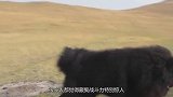 中国藏獒对战日本土佐，下一秒藏獒发起反攻，镜头记录下全过程