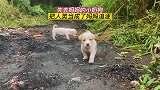2条小奶狗失去妈妈，在野外流浪