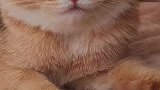 我妈不让我接触小母猫
