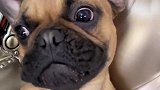 法斗犬志向远大要考“牛津”，金毛都为它骄傲，结局忍住别笑