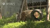 棕色大熊猫七仔：本团的鼻子很好使！