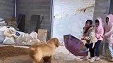 狗狗陪孩子们玩老鹰捉小鸡