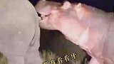 河马深夜用犀牛角剔牙，因嘴太臭被追