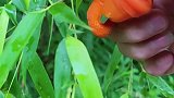 自从有了这个拇指刀，摘菜，剥皮方便多了，老公也爱上了摘菜农村生活