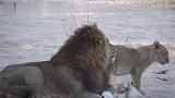 南牛油果雄狮联盟：沙河狮群生育新幼崽，赶来和父亲见面