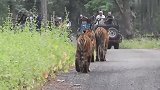 山路偶遇三头老虎，妈妈带着孩子出来觅食，这气势有谁敢惹