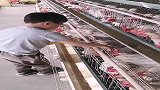 乖孩子收鸡蛋，帮大人干活