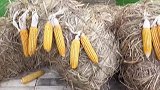 村民用玉米搭起大金龙