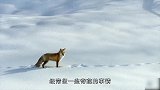 狐狸跳起来插进雪地，网友嘲笑蠢萌，3秒之后真相了
