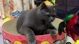 《菠小萝春节撸秃记》