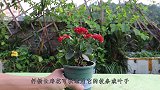 长寿花繁殖别再用叶子扦插，用上这1招，生根快成活率高