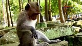 小猴仔吃食物居然被猴哥拿去了，小猴仔真没用居然不敢啃声
