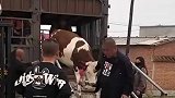 小牛蹦跳下车，随后淡定离开
