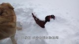 两只母鸡被大雪埋了，动弹不得，金毛刨开大雪解救鸡，场面太暖心