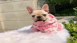 斗牛犬：浪里个浪，今天太阳真好啊，晒在身上暖洋洋的
