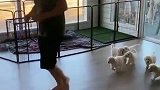 小金毛运动时间，跑起来！