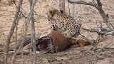 猎豹幼崽吃肉，母豹四周查看确保安全