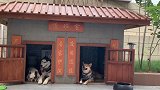 江苏一小伙花万元为狗建别墅 空调等智能设备一应俱全