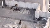 隔空训狗，一语双关：好狗！
