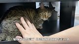 暴脾气猫咪不让主人碰，一碰就成这样，谁还敢养啊？