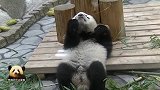 熊猫小乖乖漫不经心卖个萌，一举一动都可爱得不像话！