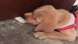 门外哪个猫咪敲门了？竟从门缝伸进爪爪，大狗也不阻止下！