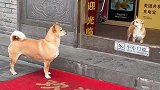 门里门外两只小狗还以为是面镜子，连牙齿都是一样的
