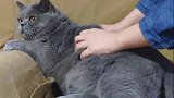 打个鸡血，起来上班！猫