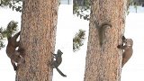 美国：松貂围着树干追逐松鼠似“捉迷藏” 松鼠最终成功逃走