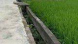 小朋友一定要记住走路不要玩手机哦