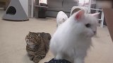 可爱的小猫咪们，这调皮的小表情，好萌啊！