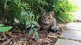 回到农村的猫咪，简直放飞了天性
