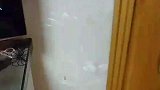 猫猫见主人生病，亲自捕猎给主人吃