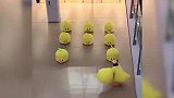 #小黄鸭的迷惑操作 这位小同学你怎么这么可爱