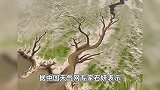 江西干旱持续达75天：3个月内降水减少7成，鄱阳湖刮起“沙尘暴”