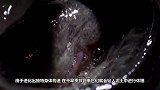 它叫“九死还魂草”，干枯到打火机一点就着，但遇水就“活”了！
