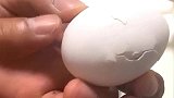 日本小伙用假鸡蛋演绎孵化小鸡，激动的心，颤抖的手。
